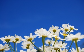 chamomile, flowers