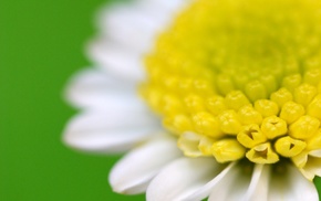 macro