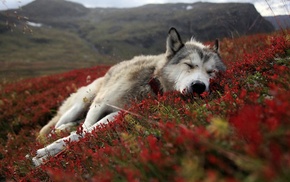 sleeping, wolf, nature