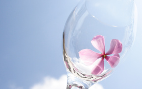 pink, petals, wineglass, sky, stunner