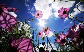 sky, stunner, flowers