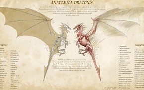 fantasy art, dragon