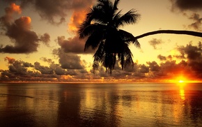 sunset, nature, palm trees