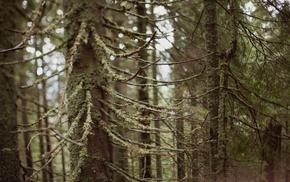 trees