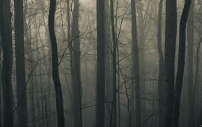dark, trees, forest