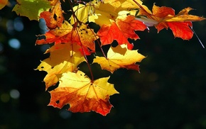 autumn, foliage