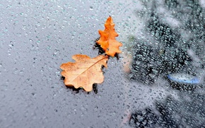 rain, autumn