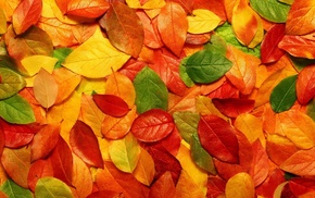 autumn, colors, foliage