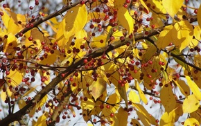 leaves, autumn, berries