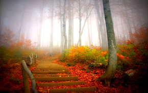 leaves, trees, mist, park, autumn
