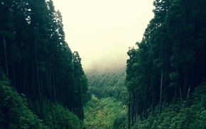 trees