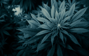 plants