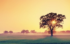 trees, grass, sunlight