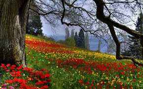 flowers, tree, nature, spring, tulips