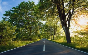 trees, road, sunlight