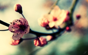 macro, nature, flowers