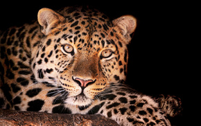 animals, leopard