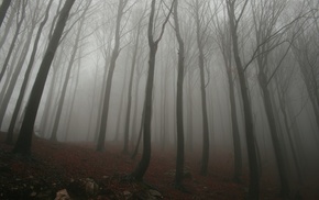 mist, forest