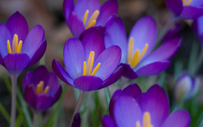 flowers, macro, spring, purple