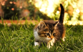 animals, grass, kitten