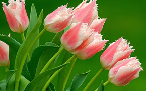 flowers, tulips