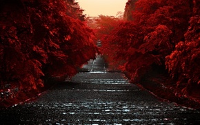 red, road, trees