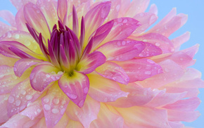 dew, flowers, flower