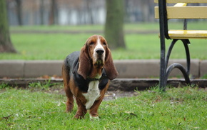 animals, grass, dog