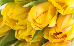 tulips, flowers, yellow