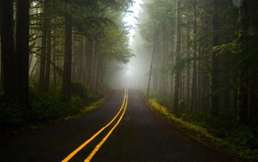 forest, road, trees