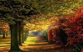 trees, landscape