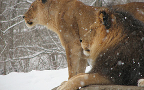 snow, winter, lion, animals