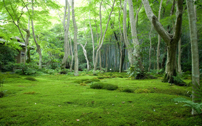 forest, trees, Japan, glade, nature