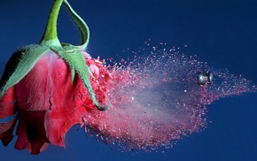 fly, rose, flowers, background