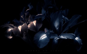 black, flowers, neon