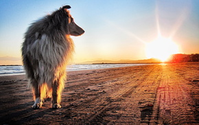 animals, coast, sunset, Sun, dog