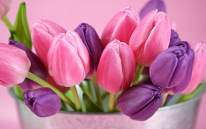 flowers, purple, tulips, pink