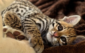 leopard, feline, animals, baby animals