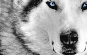 wolf, animals