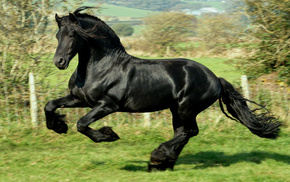 animals, black, horse