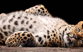 leopard, animals