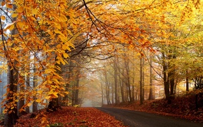 mist, trees, nature