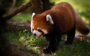 nature, animals, red panda