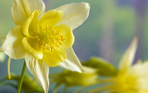 yellow, flower, spring, macro, flowers