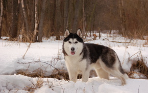 dog, snow, animals, winter