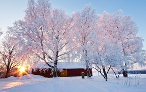 snow, nature, sunrise, trees