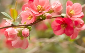 stunner, flowers, macro