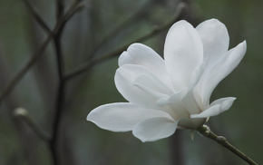 flower, background, flowers, white, spring