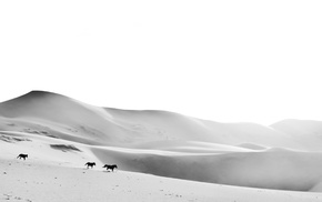 monochrome, desert, horse