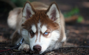 animals, eyes, dog